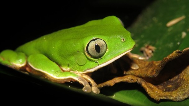 A foto mostra uma perereca-macaca.