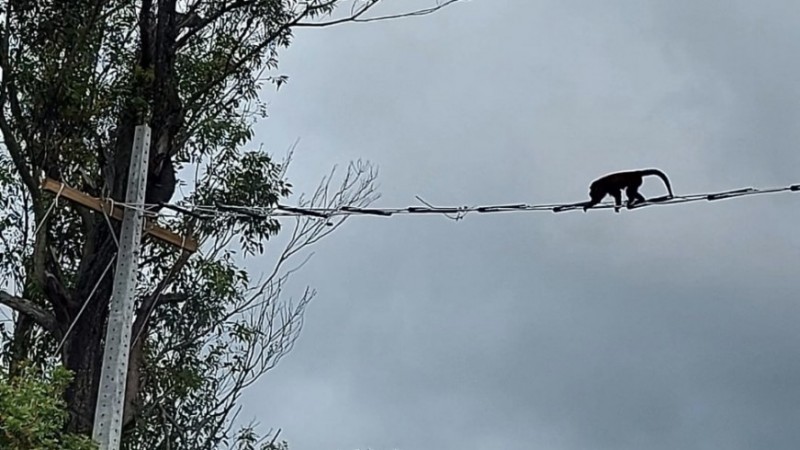 Macaco bugio atravessa passador em direção a poste próximo a árvore.
